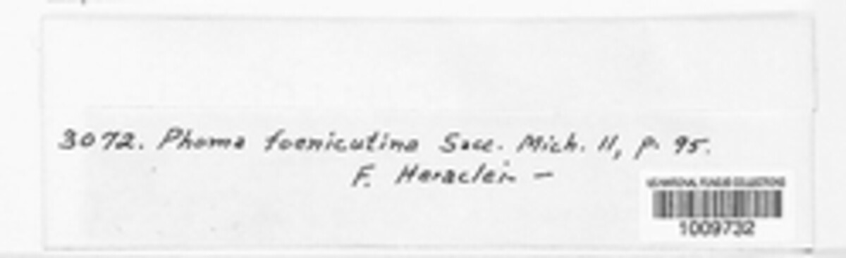 Diaporthe foeniculina image